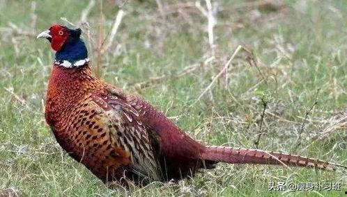 山鸡鱼爆料老视频,老视频中的惊人爆料回顾  第1张